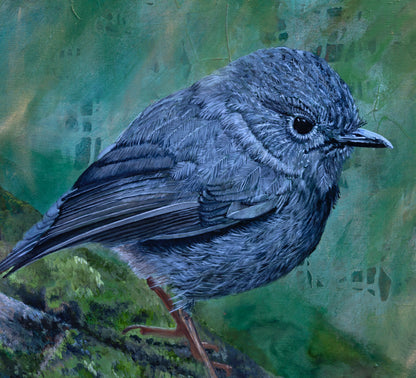 North Island Robin