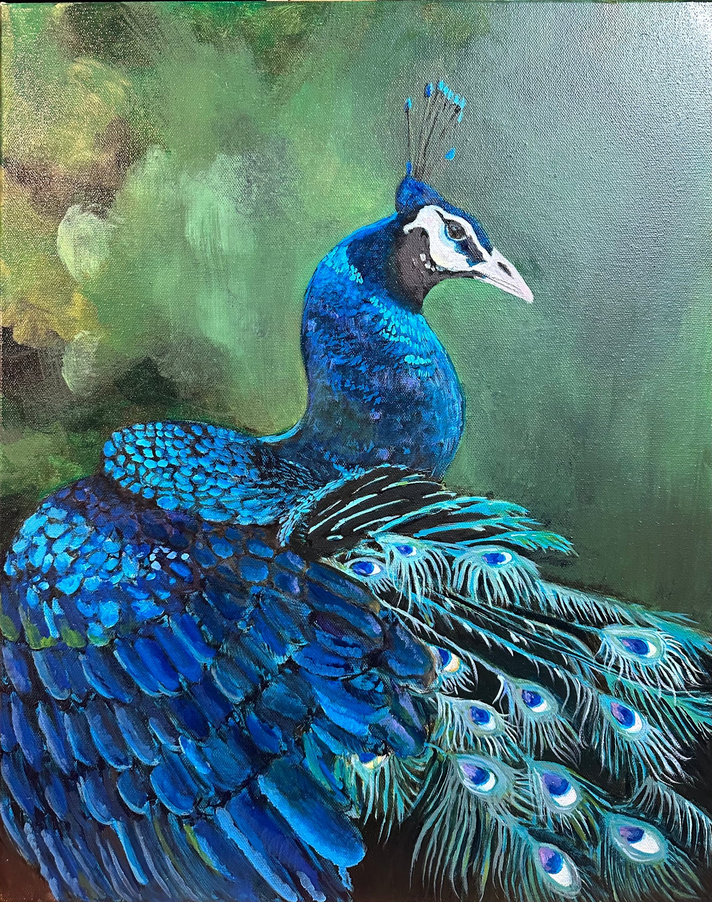 Peacock Study