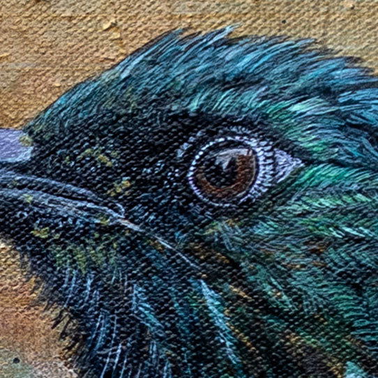 The Enchanting Tui - Limited Edition Print